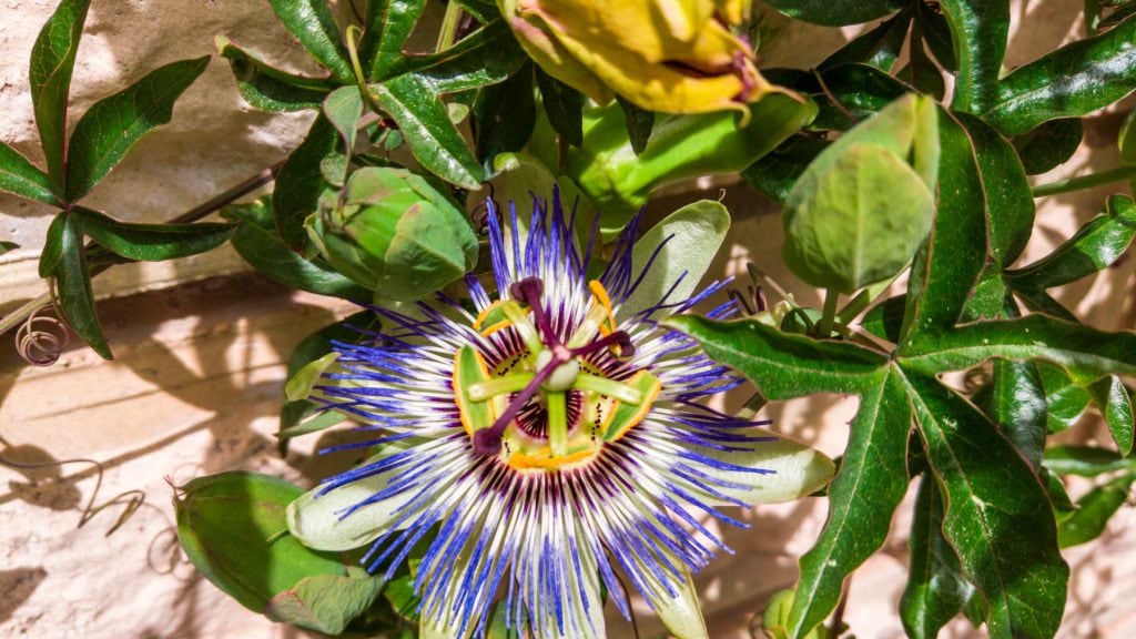 Passion Flower (Passiflora caerulea) How to grow this beautiful plant and fruit Gardeners Box