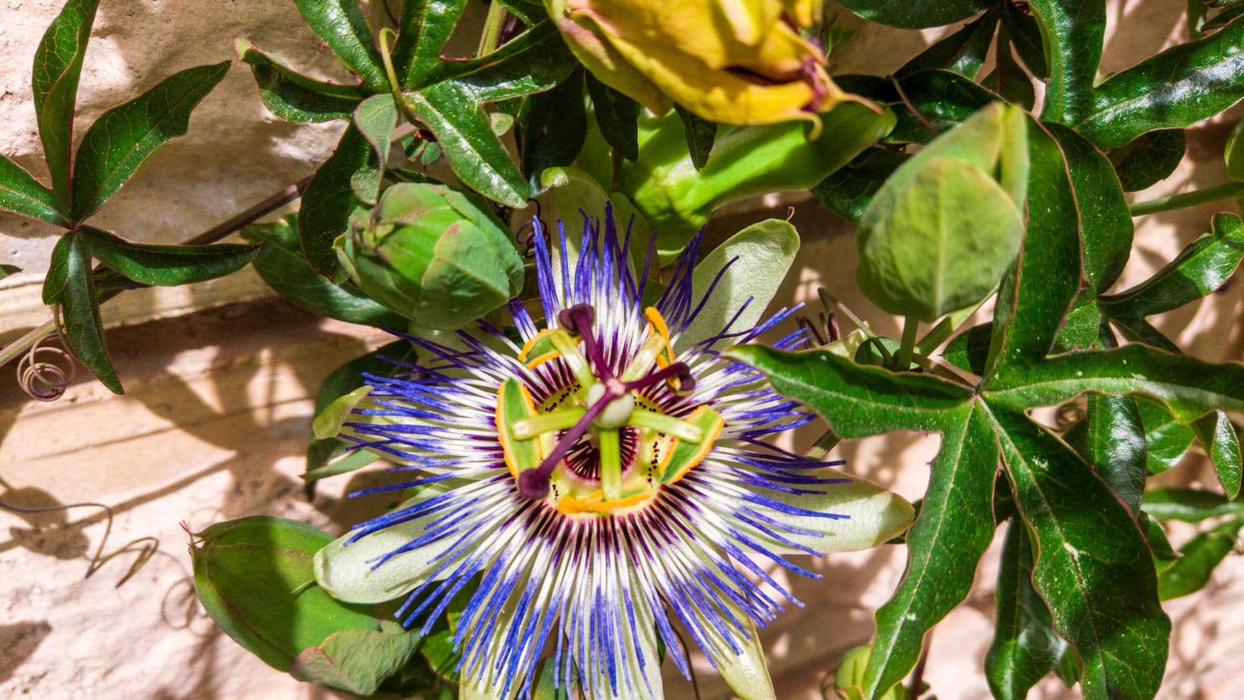 Passion Flower (Passiflora caerulea) How to grow this beautiful plant
