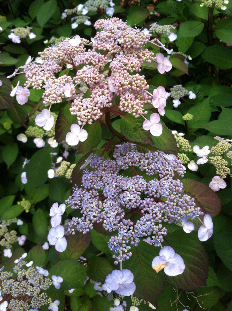 Landscaping with Texture and Color University of Mississippi