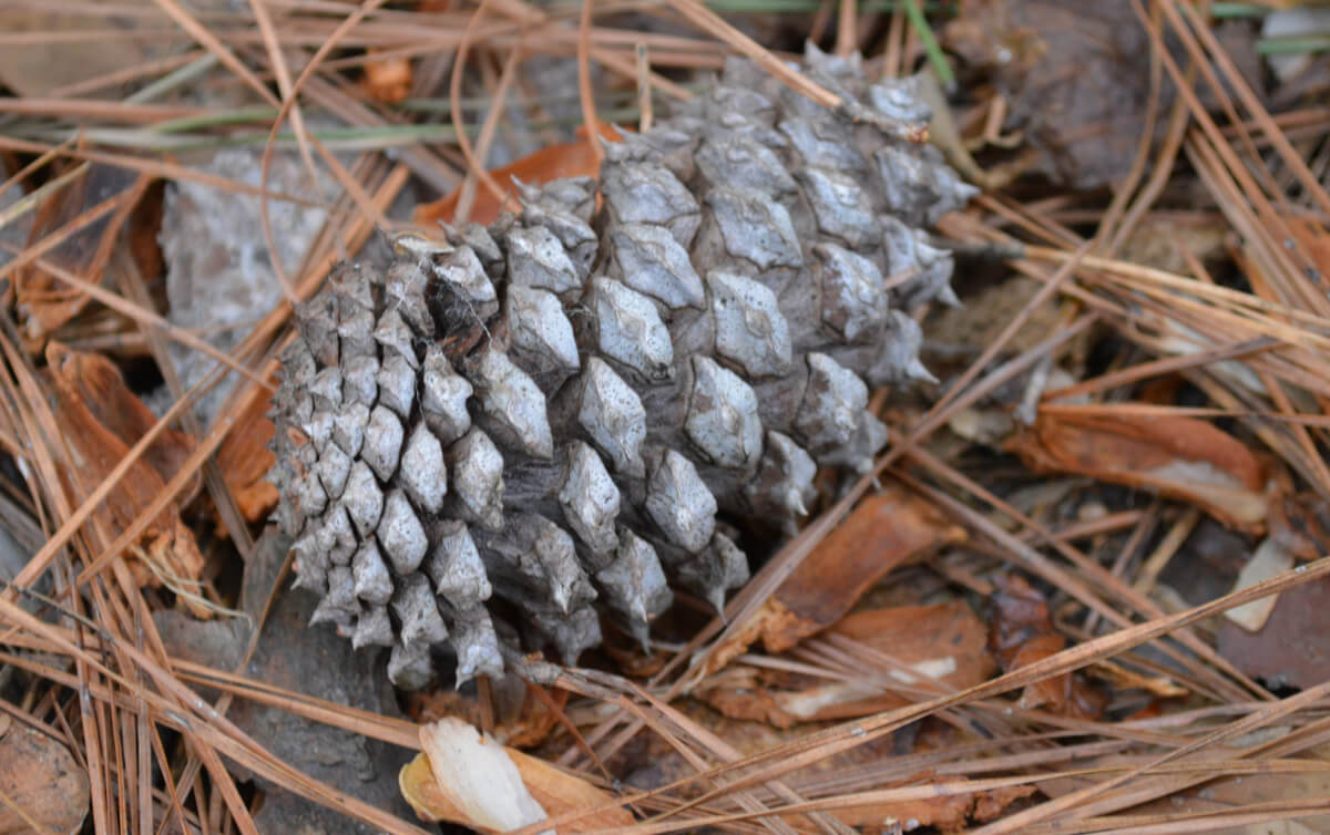 Plants that provide food and shelter in fall and winter for wildlife