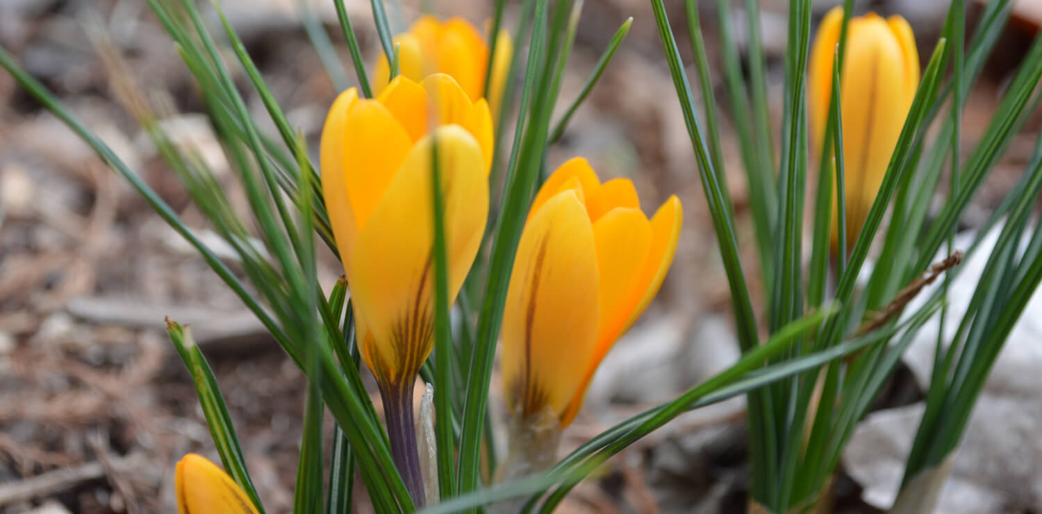 Signs of Spring Early blooming flowers in my garden