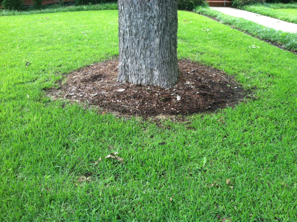 Landscape Solutions for the Base of Trees