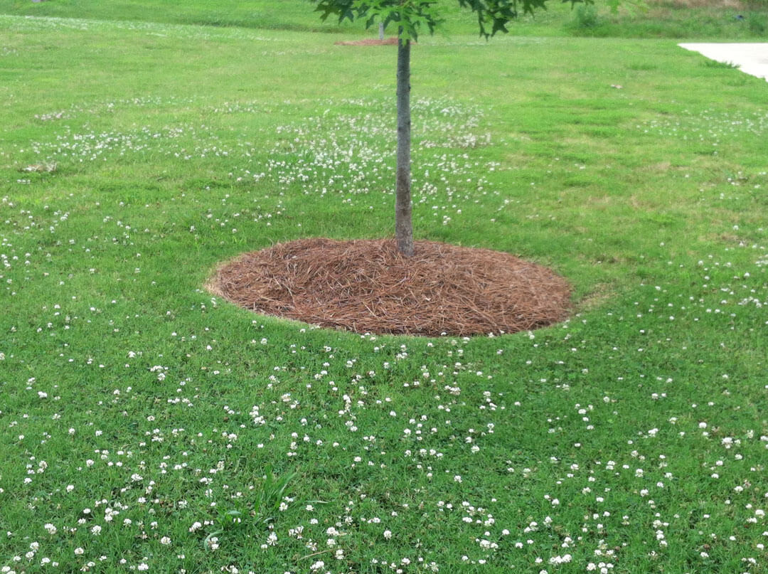 Landscape Solutions for the Base of Trees