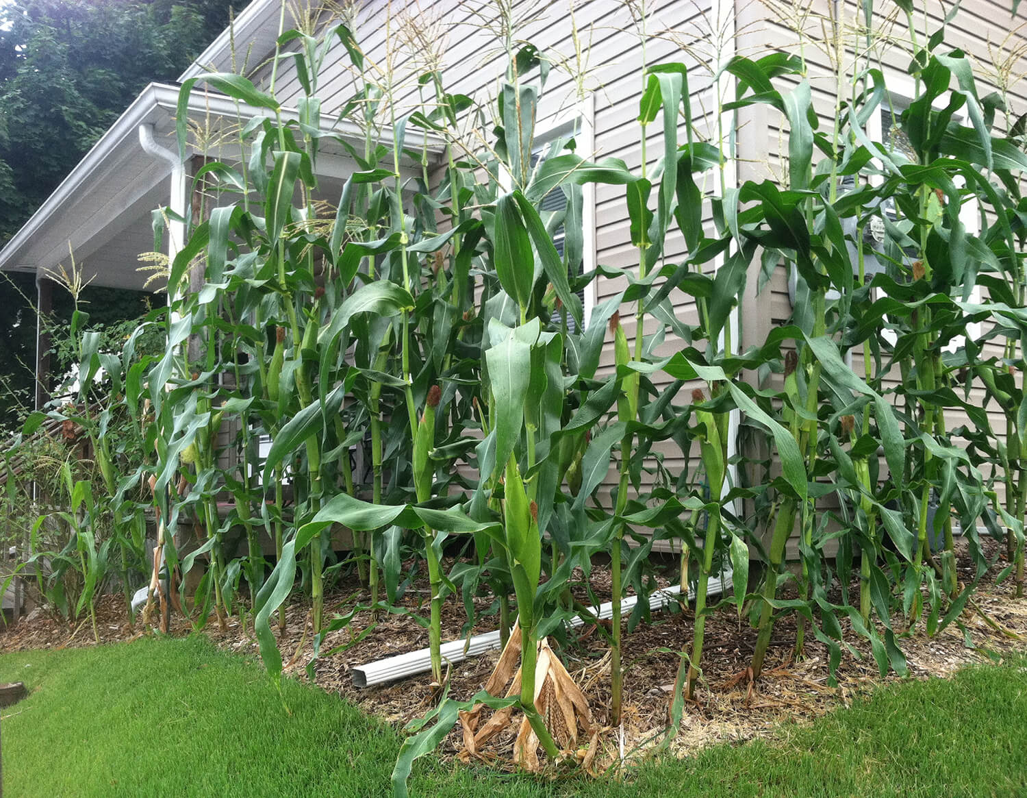 Gardening in Small Spaces