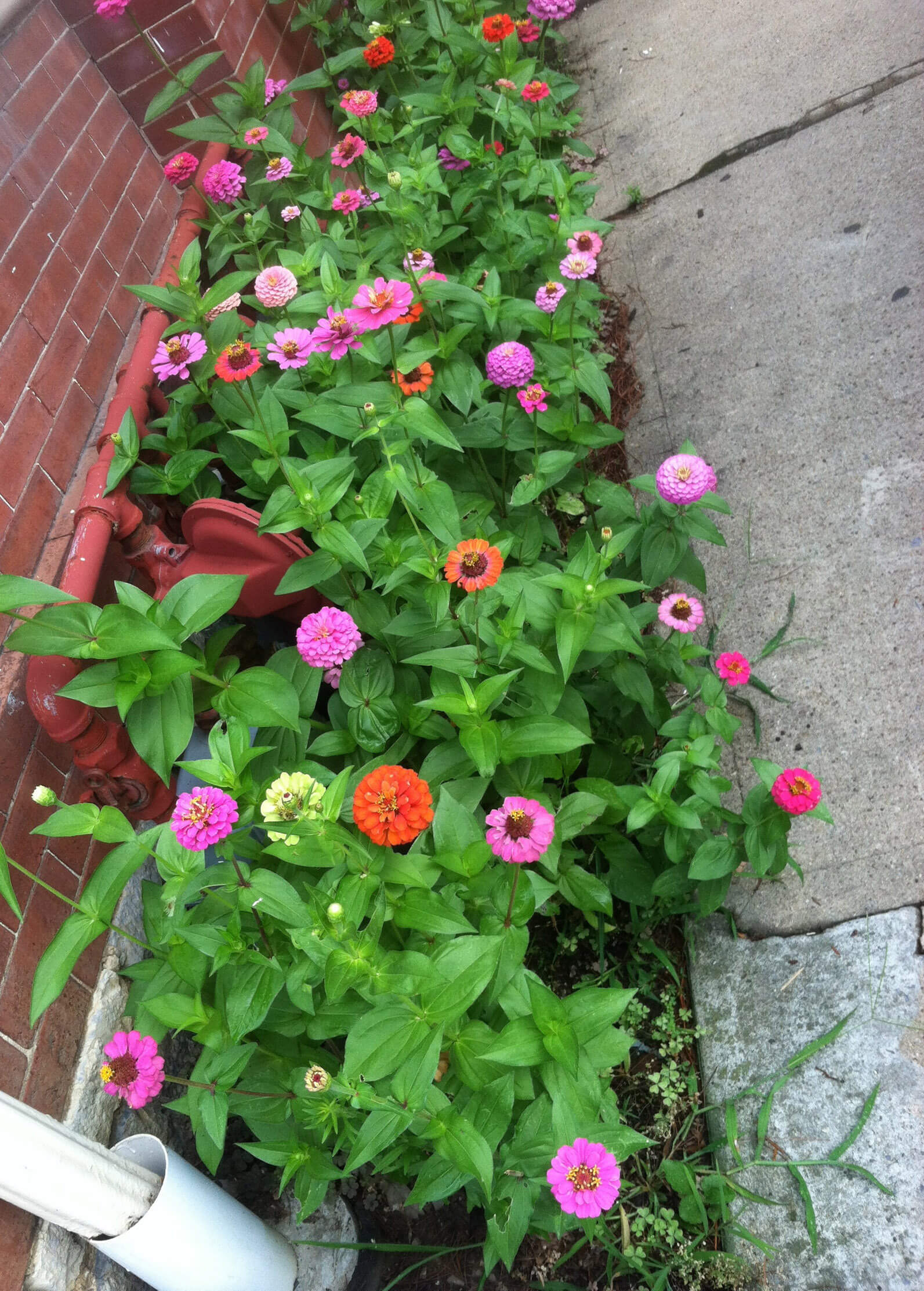 Gardening in Small Spaces
