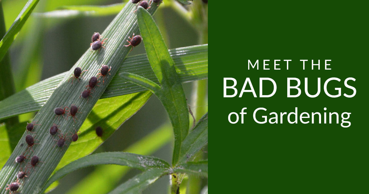 Don't Let the Bad Bugs Spoil Your Outdoor Fun