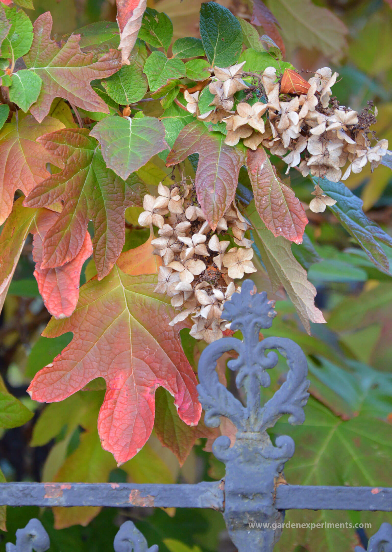Beautiful, Large Blooms of the Oak Leaf Hydrangea Shrub