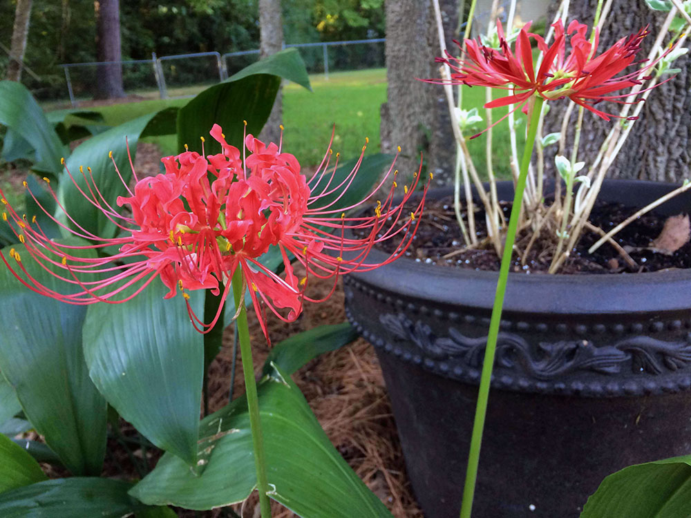 Temps are cooler and spider lilies are blooming. Must be Fall!