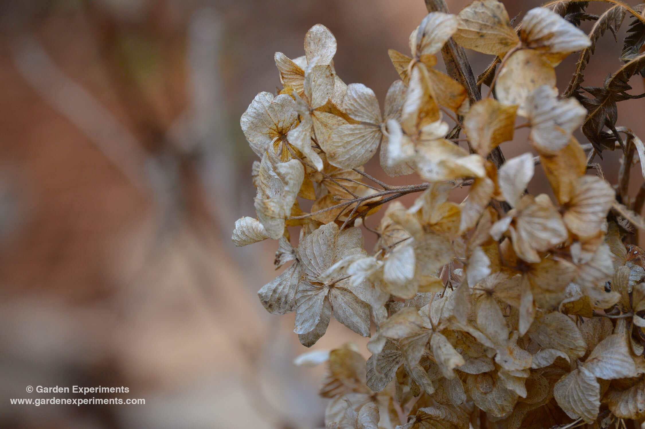 The Beauty of Decay in the Winter Garden