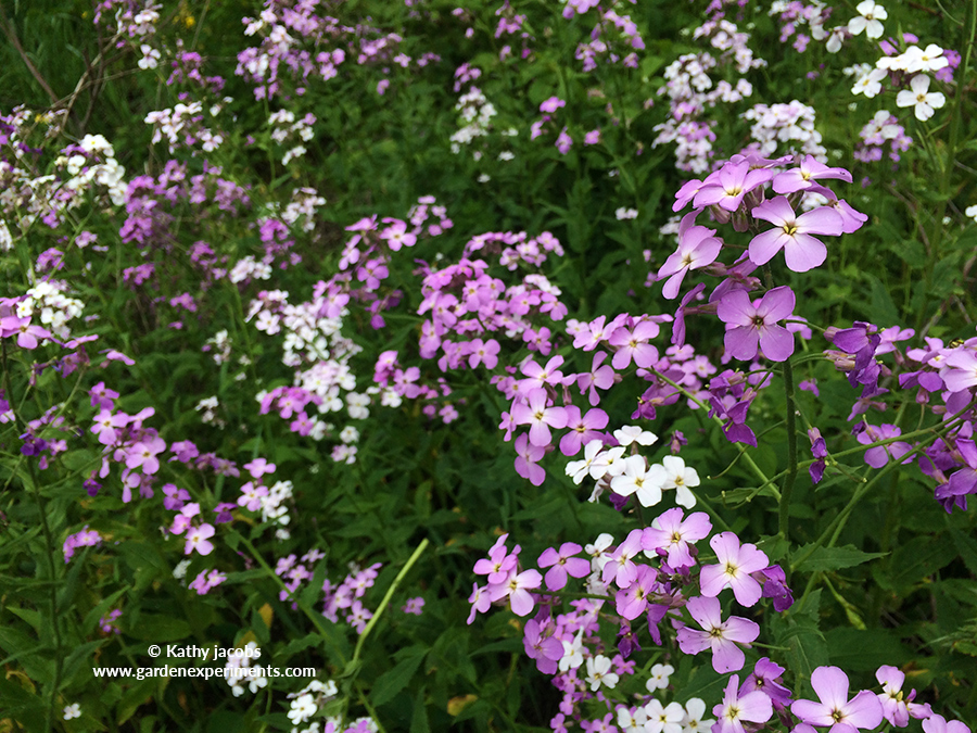 Wildflowers in Michigan