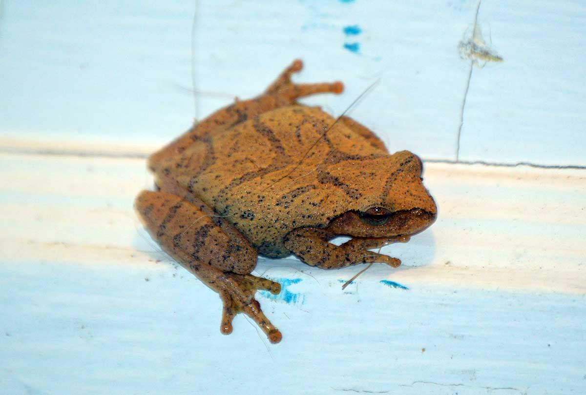 How Do Frogs Survive in Winter? By Freezing!