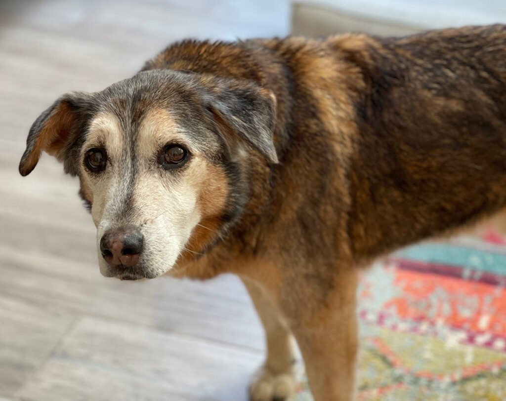 Will My Dog Eat My Plants