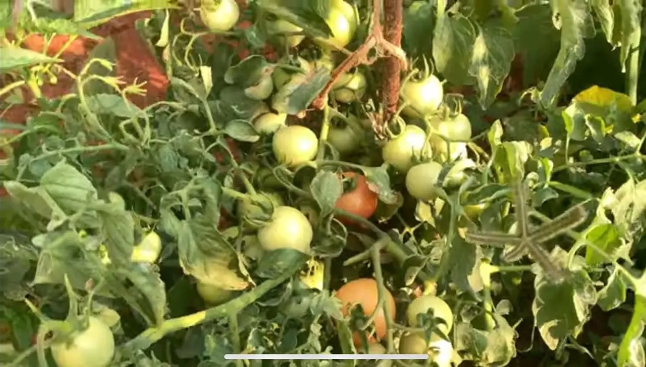 How Much Water Does A Tomato Plant Need Per Day? Garden Expert Guide