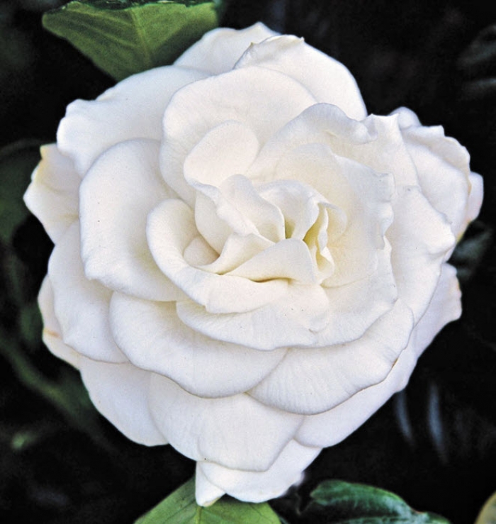 Types of Gardenias 8 Popular Gardenia Varieties