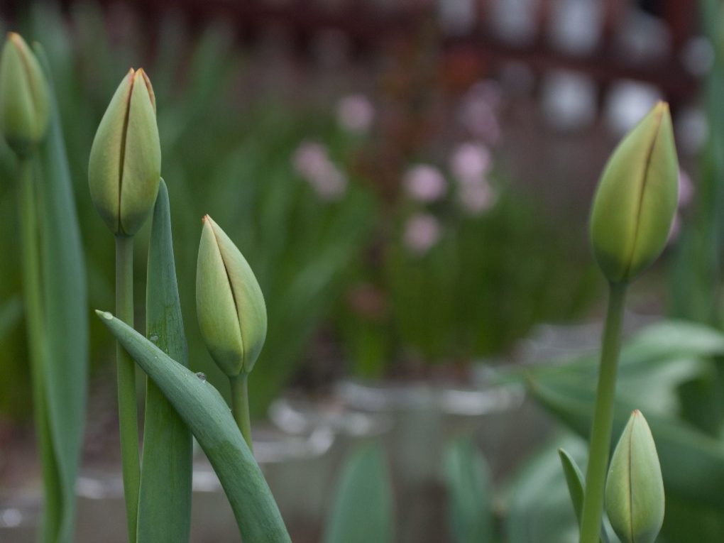 Do Tulips Have Sepals A Botanical Explanation