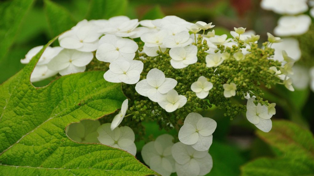 Do Oakleaf Hydrangeas Lose Leaves in Winter? Explained.