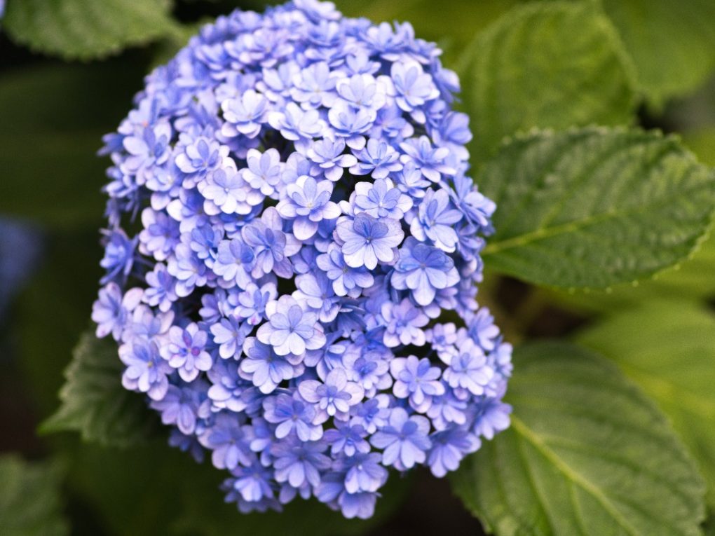 What Part of Hydrangea is Poisonous? Expert Answers