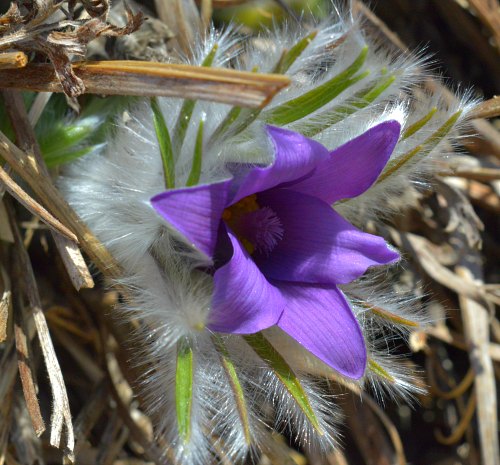 Pulsatilla styriaca - Garden Fundamentals