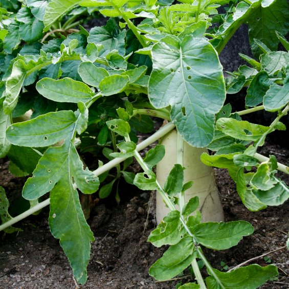Growing Daikon (Japanese radish, Lo Bok) in New Zealand cool/mountain