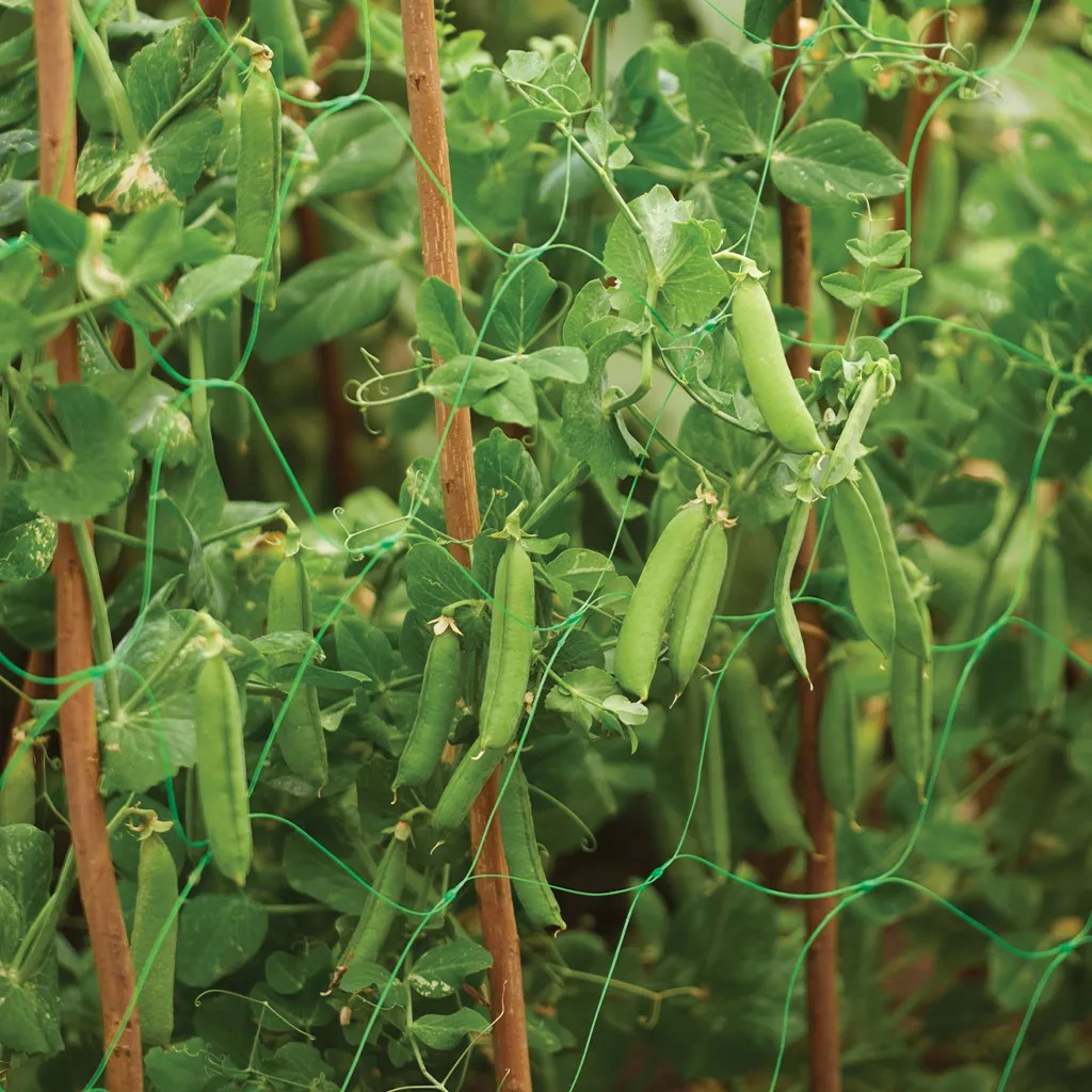 Pea & Bean Support Netting Plant Protection Westland Garden Health