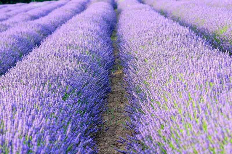 Creating a Lavender Hedge