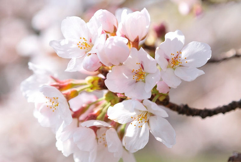 Late Season Flowering Cherry Trees for Your Garden