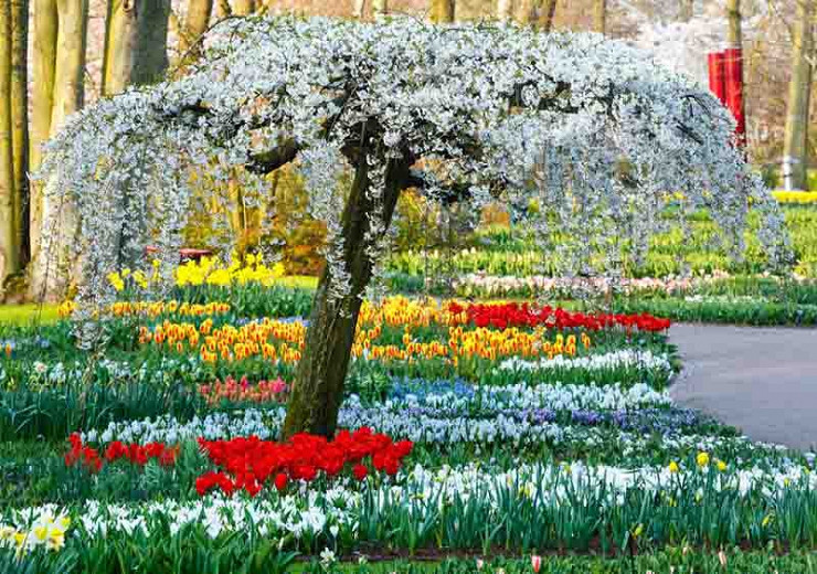 Flower Bulbs That Thrive Under Trees