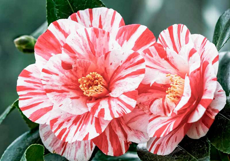 Learn How To Plant, Care and Grow Camellias
