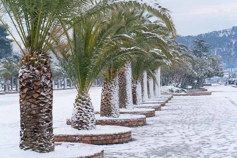 ColdHardy Palms For Your Garden
