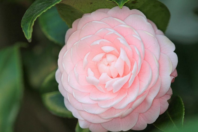 Great Shrubs for Shady Gardens in the MidAtlantic Region