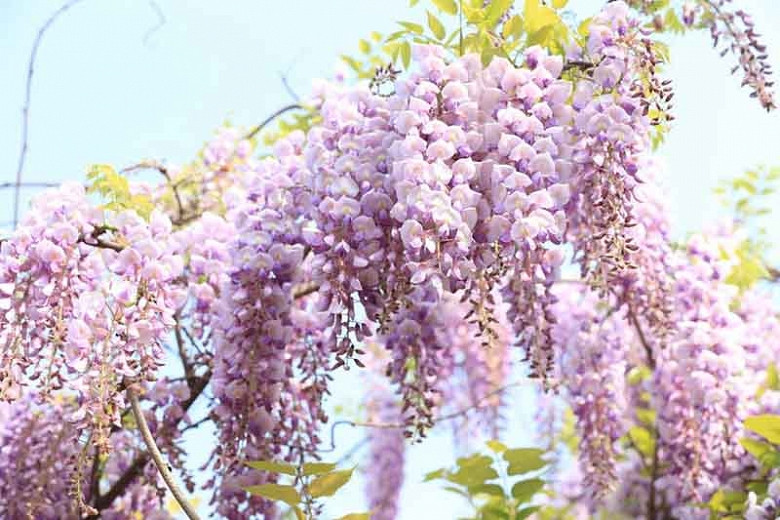 Yard, Garden & Outdoor Living Wisteria floribunda Lawrence 1 year old