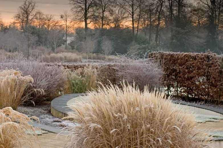 Great Ornamental Grasses for your Winter Garden
