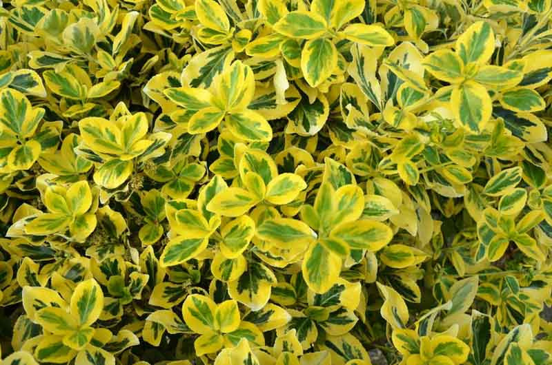 Euonymus fortunei 'Emerald 'n' Gold' (Wintercreeper)