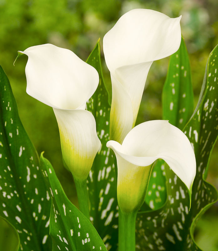 Zantedeschia albomaculata (Calla Lily)
