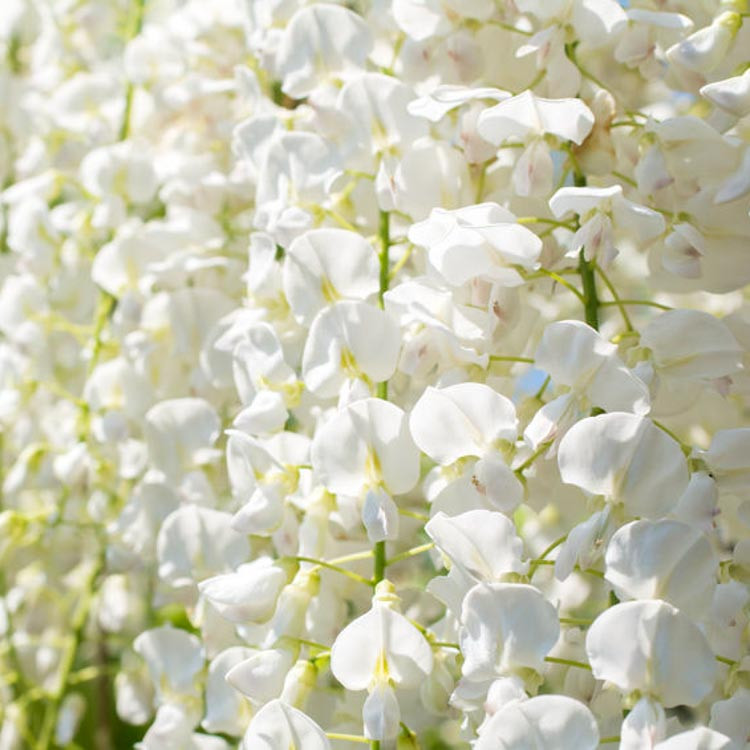 Wisteria sinensis 'Jako' (Chinese Wisteria)