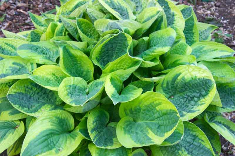 Hosta 'Wide Brim' (Plantain Lily)