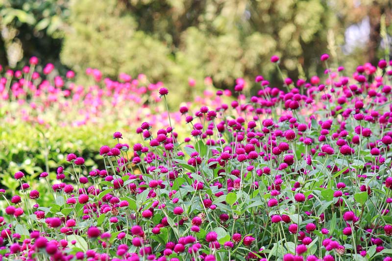 All you need to know about Globe Amaranth (Gomphrena)
