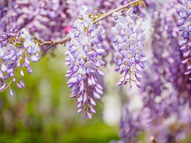 Wisteria A cascade of sweetly scented flowers