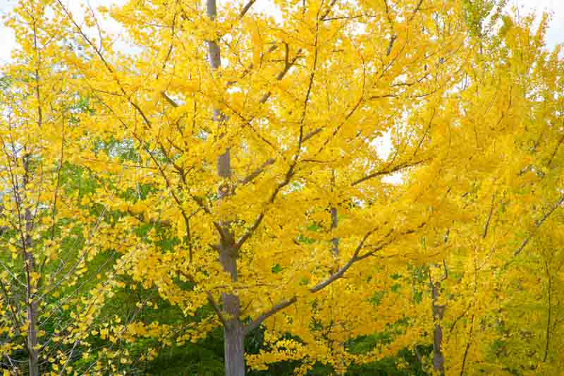 How To Grow And Care For Ginkgo Trees, ginko