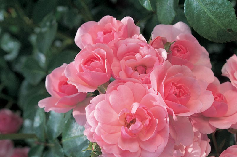 Shrub Roses