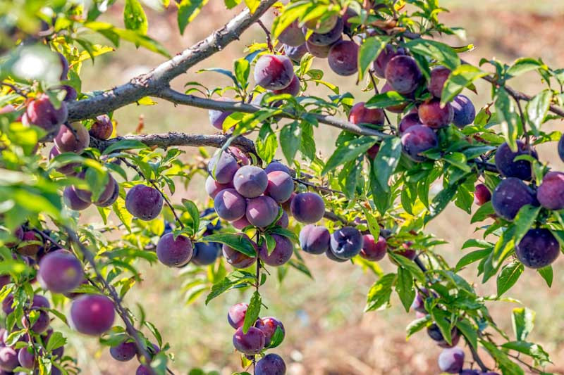 Plum Varieties for Your Orchard