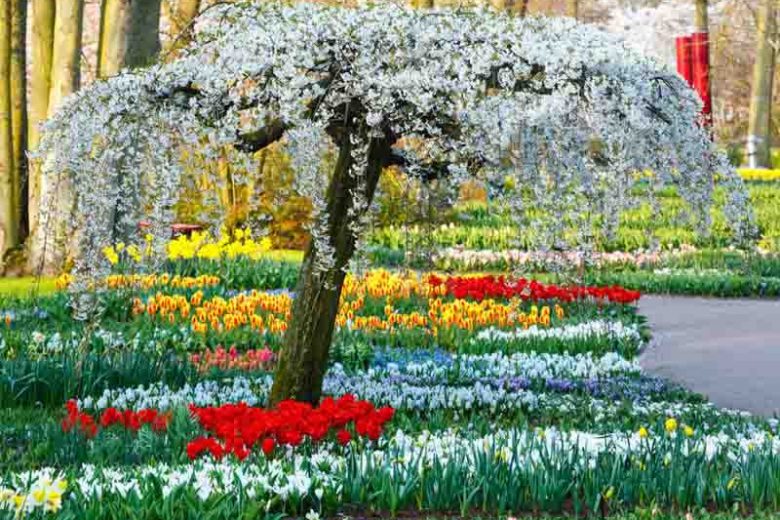 Flower Bulbs That Thrive Under Trees