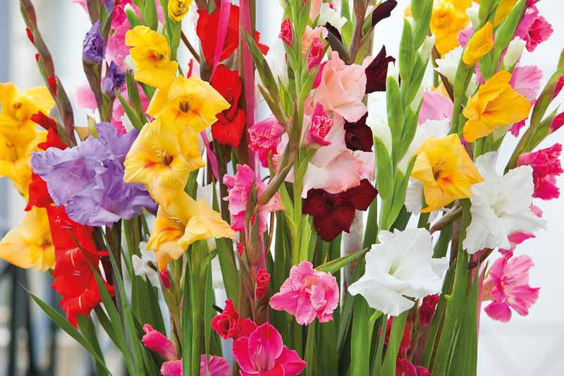 Learn How To Plant, Care and Grow Impressive Gladiolus Flowers