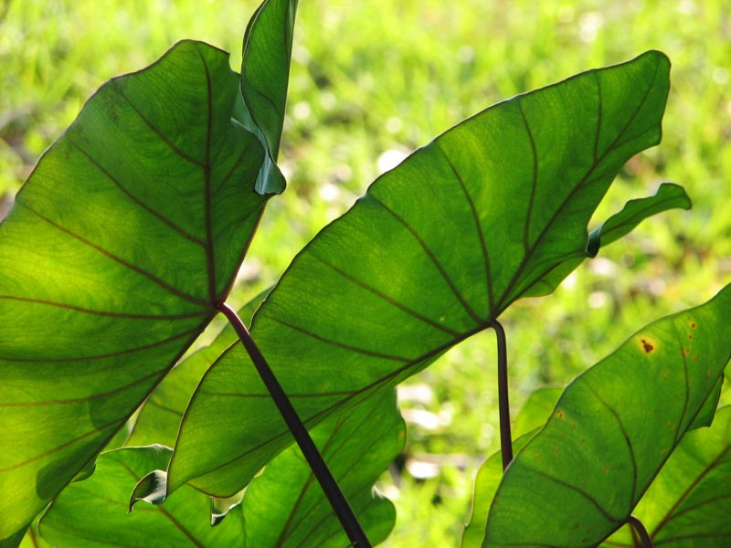 Learn How To Plant, Care and Grow Splendid Elephant Ears