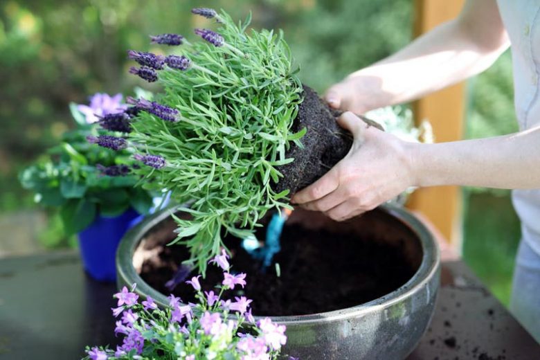 Planting and Caring for Lavender in Pots
