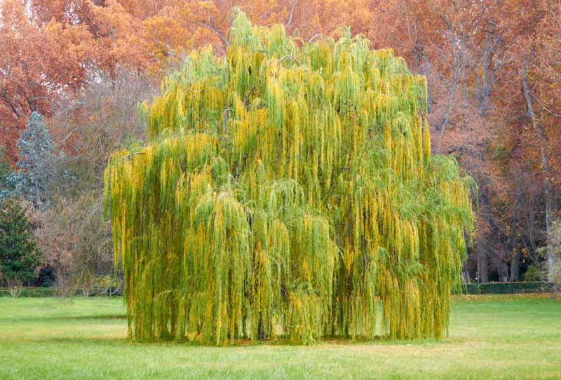 Weeping Willow (Salix babylonica)