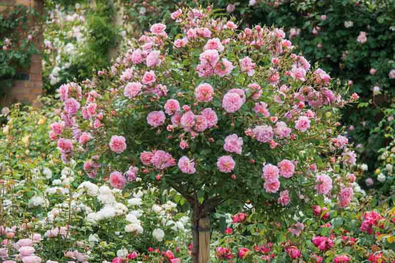 Underplanting Roses Companion Plants for Roses