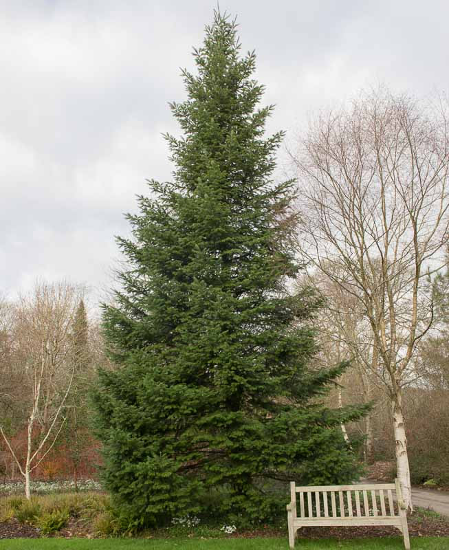 Grand Fir Tree