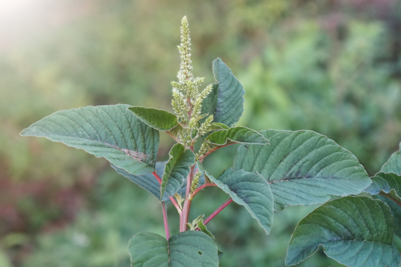 Amaranthus viridis (Slender Amaranth)
