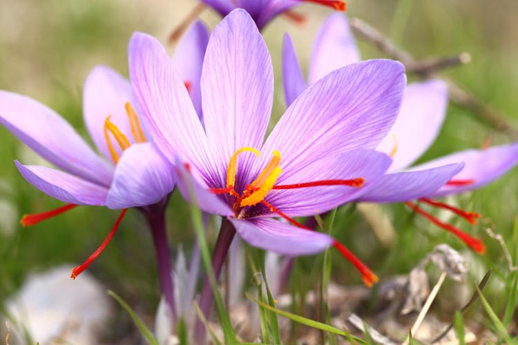 Saffron Crocus (Crocus sativus)